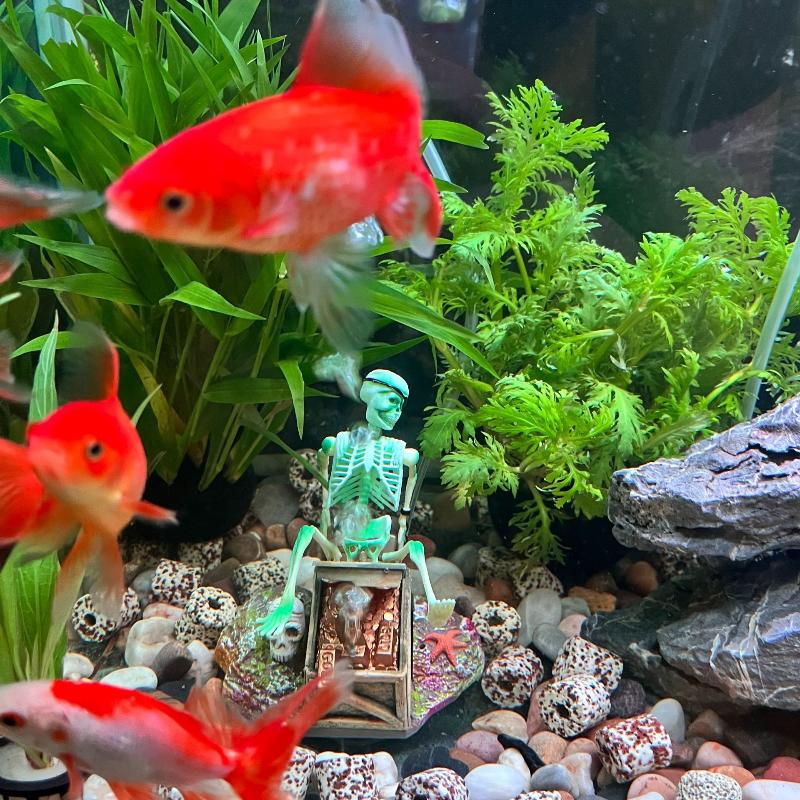 Aquarium Fish Diseases - 어항 에어로빅 랜드스케이프 버블 에어 펌프