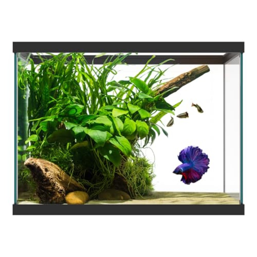 Aquarium Xxl - 20갤런 유리 수족관 - 24 x