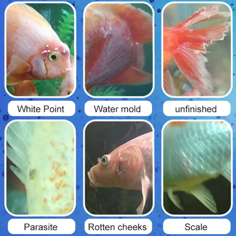 시케잔 어류 질병 치료 및 질소화 세균 |   담수/해 - Aquarium Fish Diseases 리뷰 및 가격